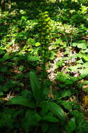 Image of Small-dotted Orchis