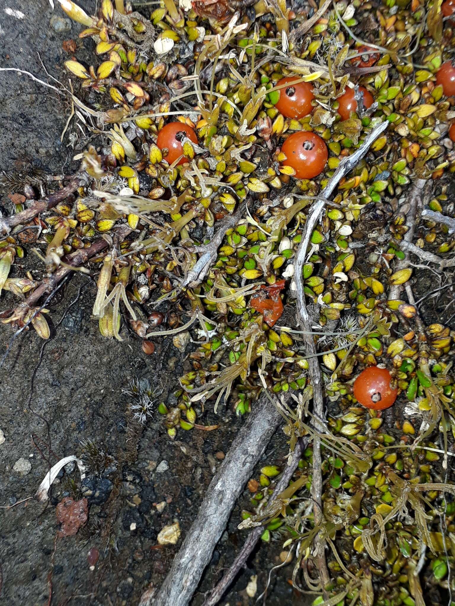 Image of Coprosma perpusilla subsp. perpusilla