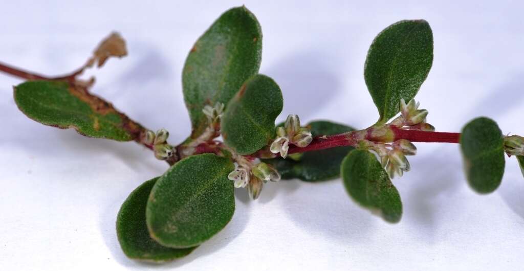 Слика од Polygonum minimum S. Wats.