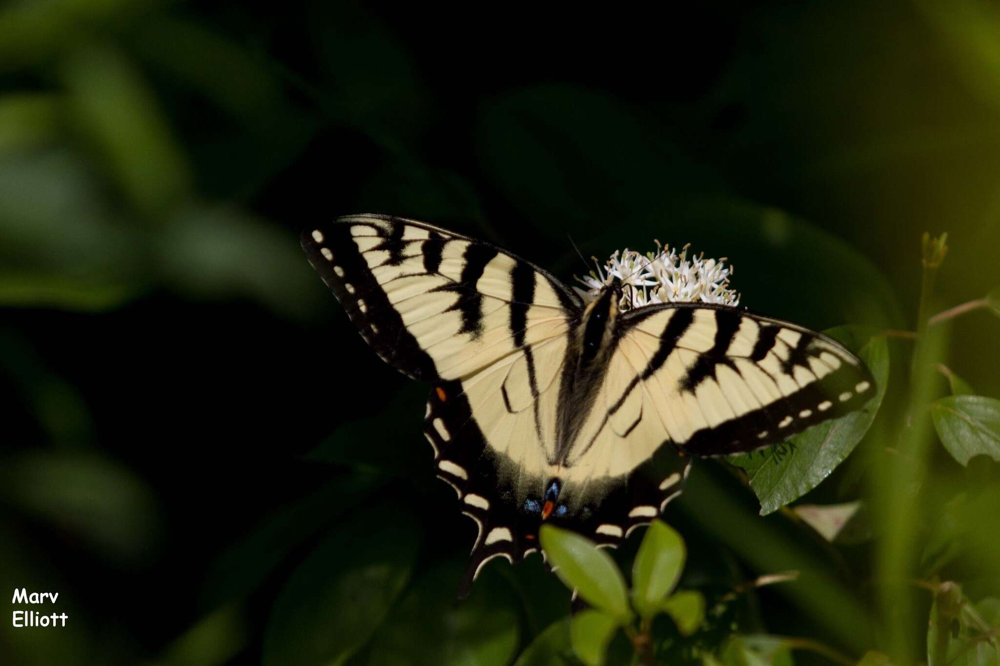 Image de Papillon tigré du Canada