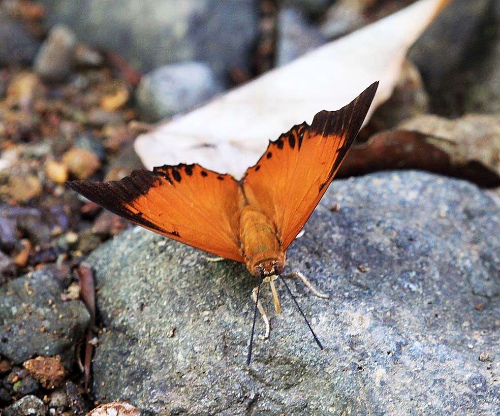 Imagem de Charaxes affinis Butler 1865