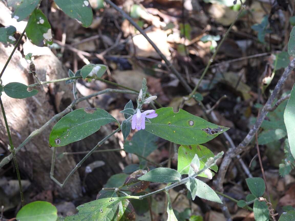 Image of Justicia breviflora (Nees) Rusby