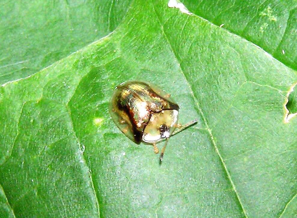 Image of Mottled Tortoise Beetle