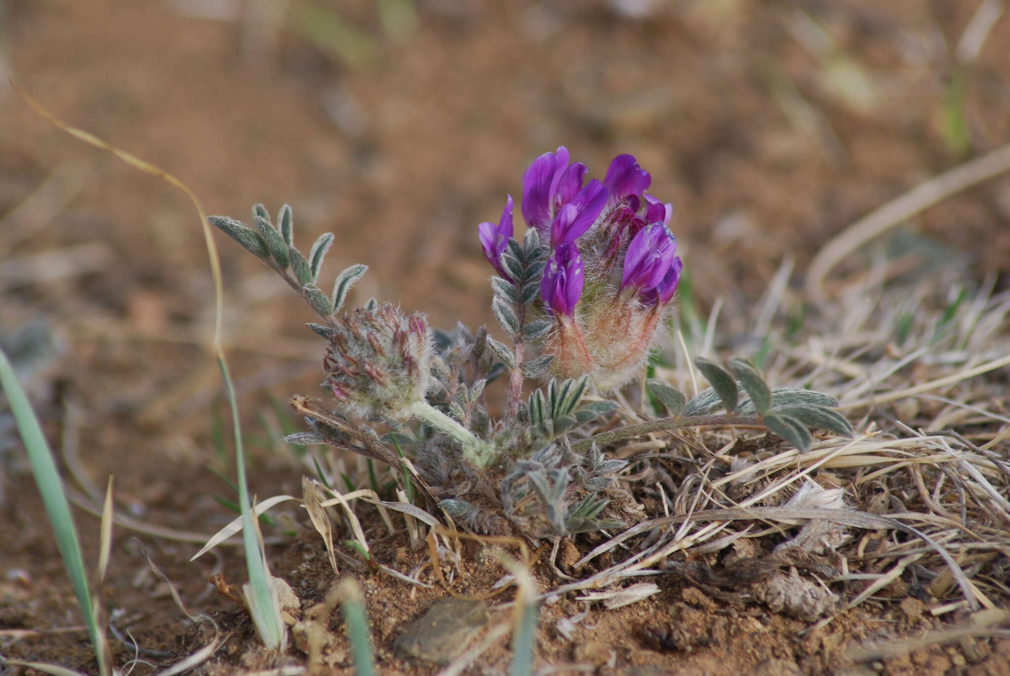 Plancia ëd Astragalus laguroides Pall.