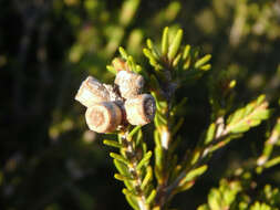 Sivun Melaleuca halmaturorum F. Müll. ex Miq. kuva