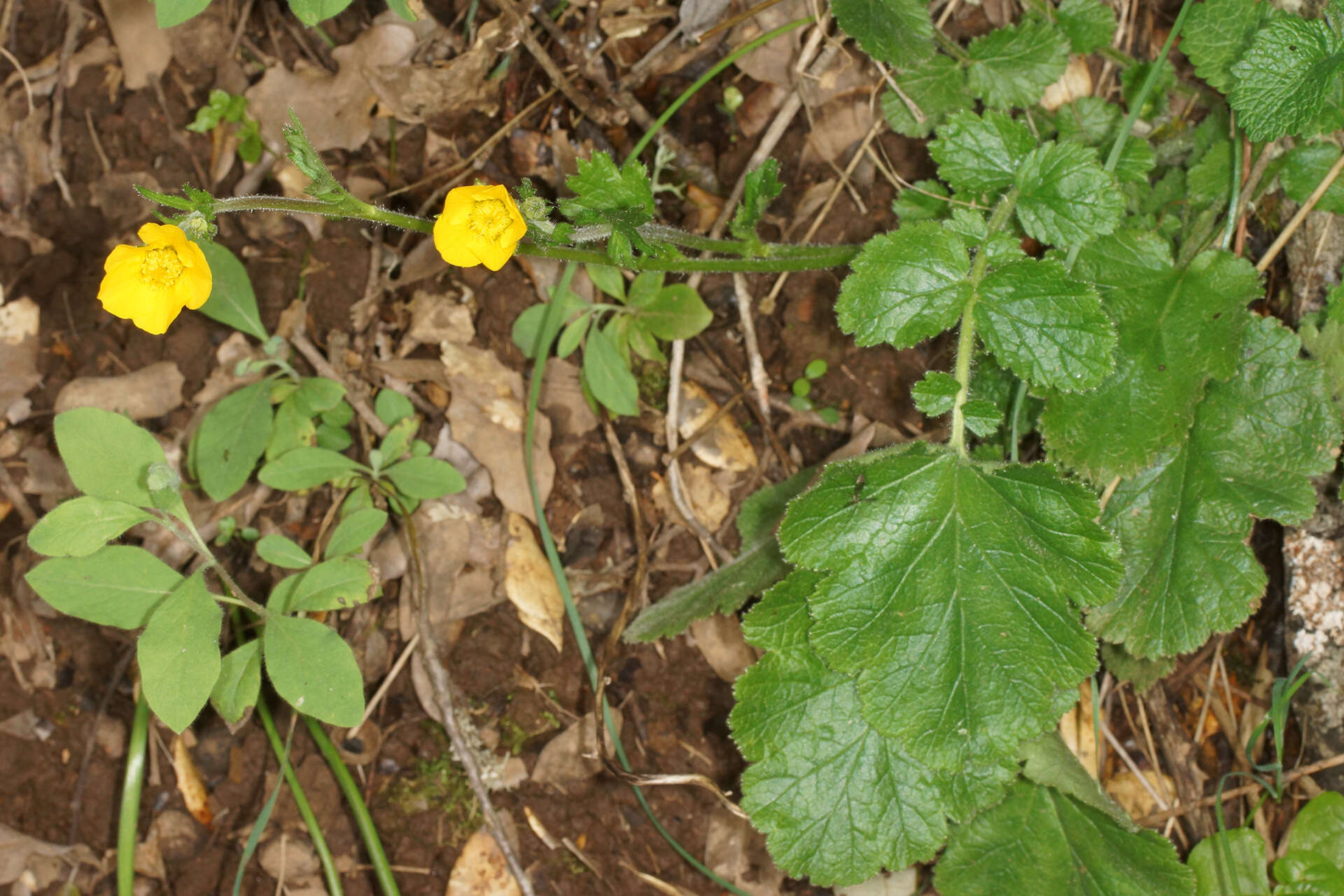 Image of Geum sylvaticum Pourret