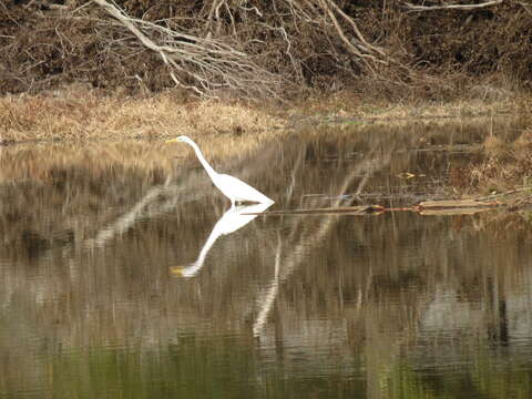 Image of Ardea alba egretta Gmelin & JF 1789