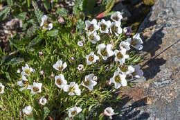 Plancia ëd Cherleria arctica (Steven ex Ser.) A. J. Moore & Dillenb.