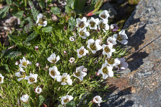 Слика од Cherleria arctica (Steven ex Ser.) A. J. Moore & Dillenb.