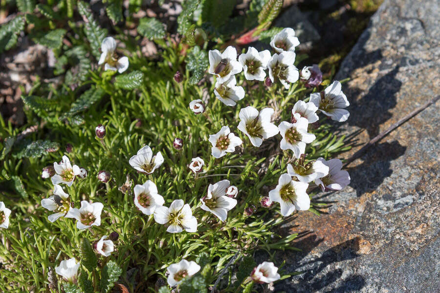 Plancia ëd Cherleria arctica (Steven ex Ser.) A. J. Moore & Dillenb.