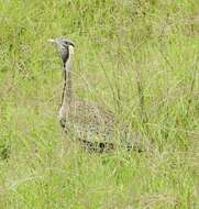 Image of Hartlaub's Bustard