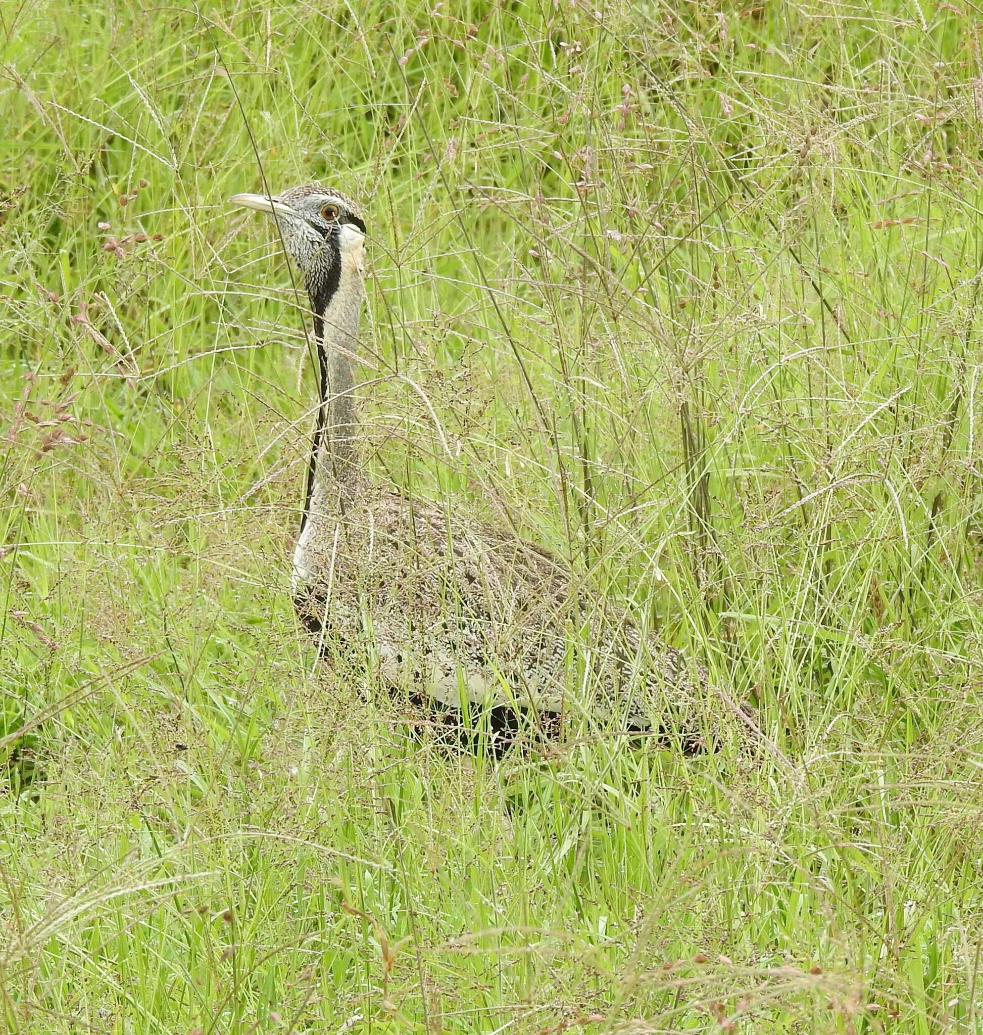 Image of Hartlaub's Bustard