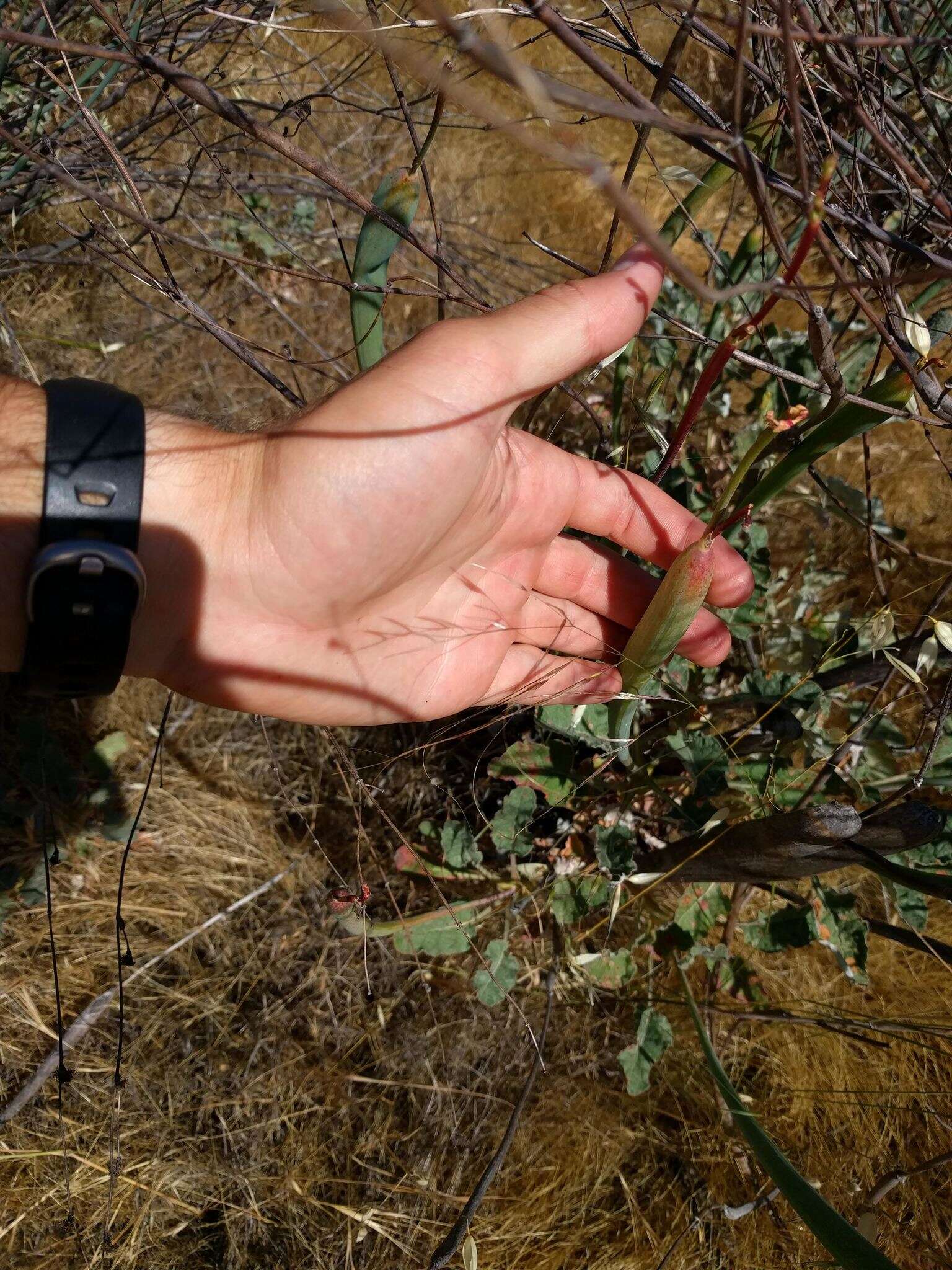 Imagem de Eriogonum nudum var. indictum (Jeps.) Reveal