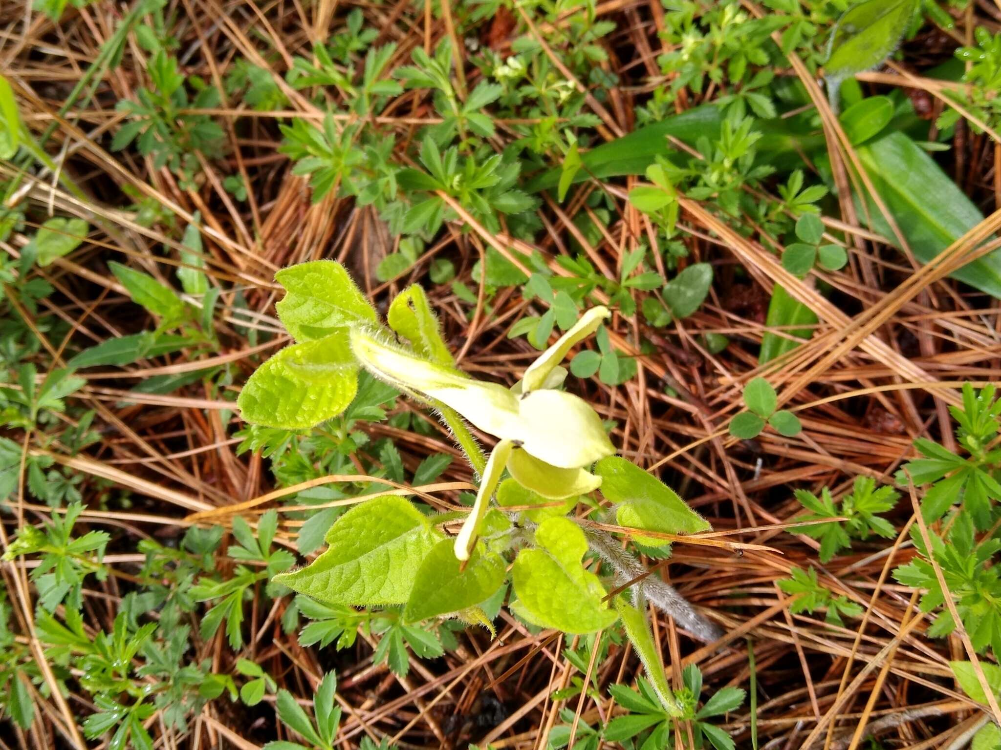 Image of Trans-Pecos stinkleaf