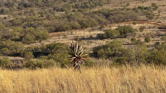 Image of Aloe marlothii subsp. marlothii