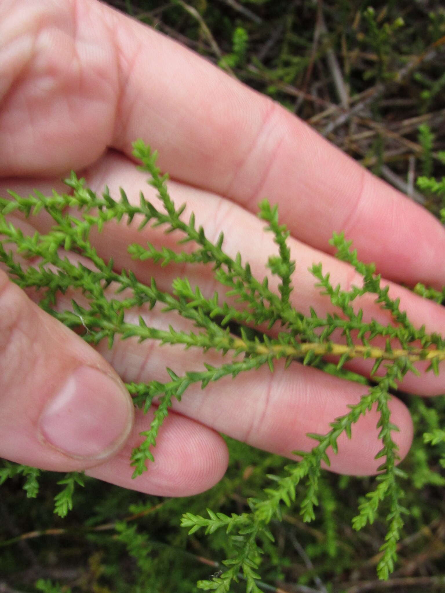 Imagem de Lepidothamnus laxifolius (Hook. fil.) Quinn