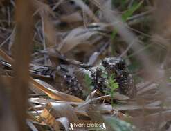 Image of Scissor-tailed Nightjar