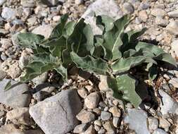 Image of Mojave milkweed