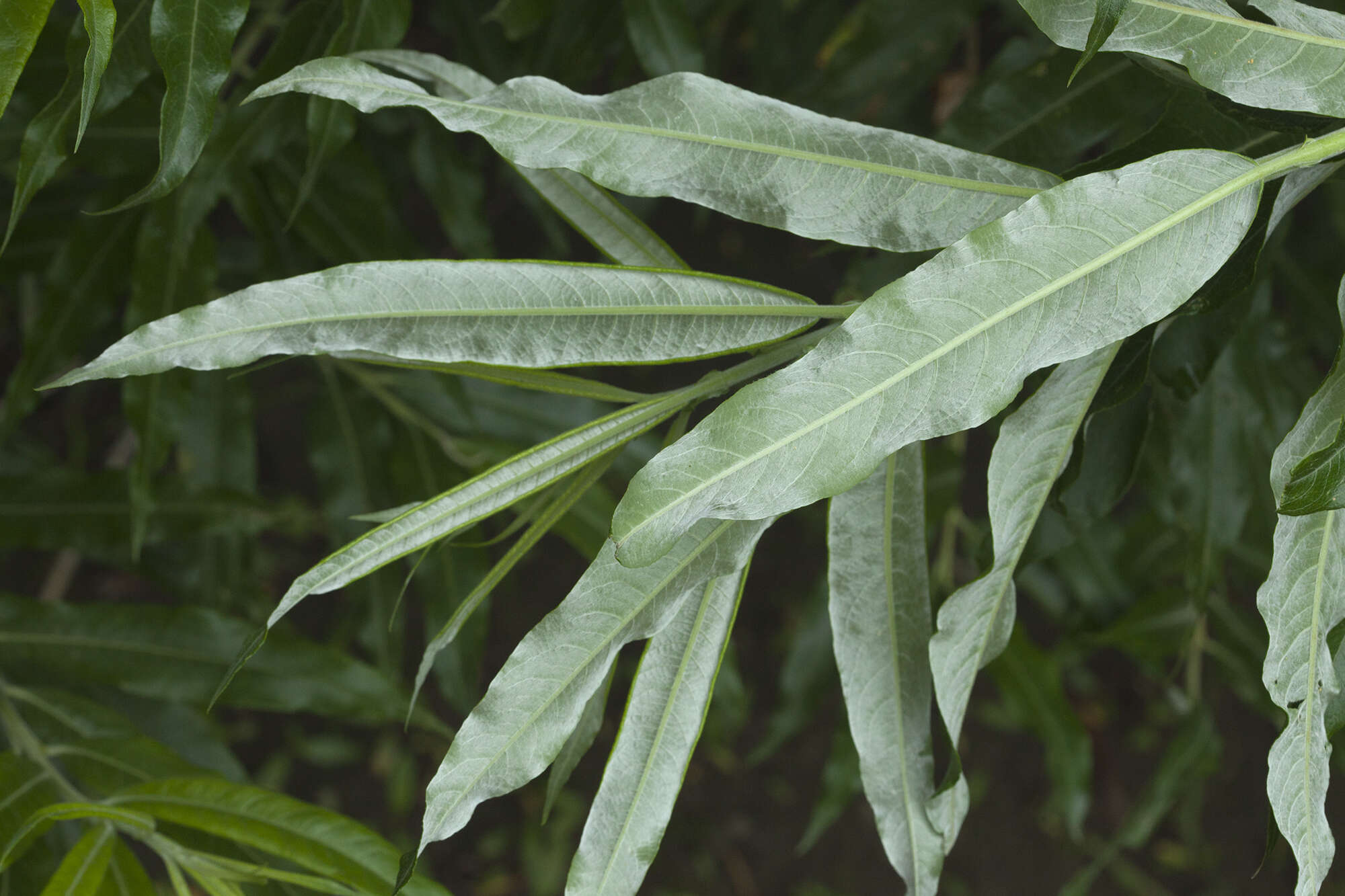 Image of narrow-leaf willow