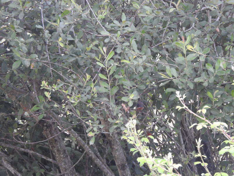 Image of Western Subalpine Warbler