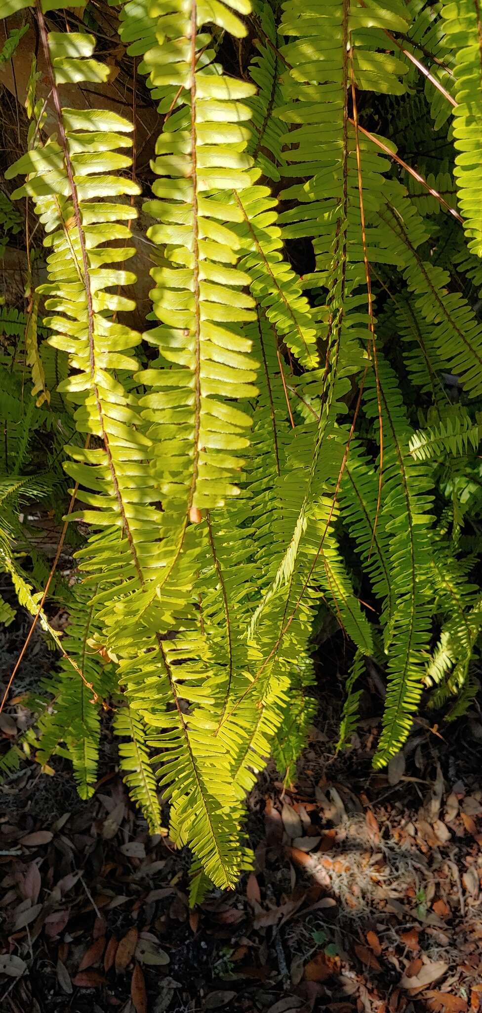 Image of Asian sword fern