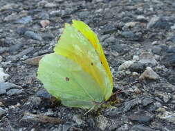 Image of Gonepteryx cleopatra (Linnaeus 1767)