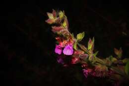 Sivun Teucrium chamaedrys subsp. lydium O. Schwarz kuva