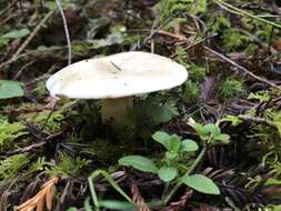 Image de Lactarius pallescens Hesler & A. H. Sm. 1979