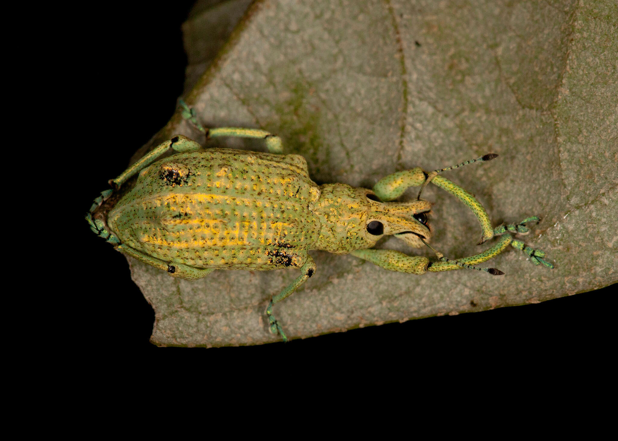 Image of Rhigus speciosus (Linnaeus 1758)