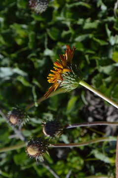 Imagem de Haplopappus macrocephalus (Poepp. ex Less.) DC.