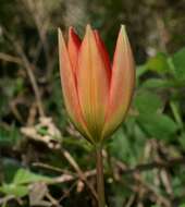 Image de Tulipa orphanidea Boiss. ex Heldr.