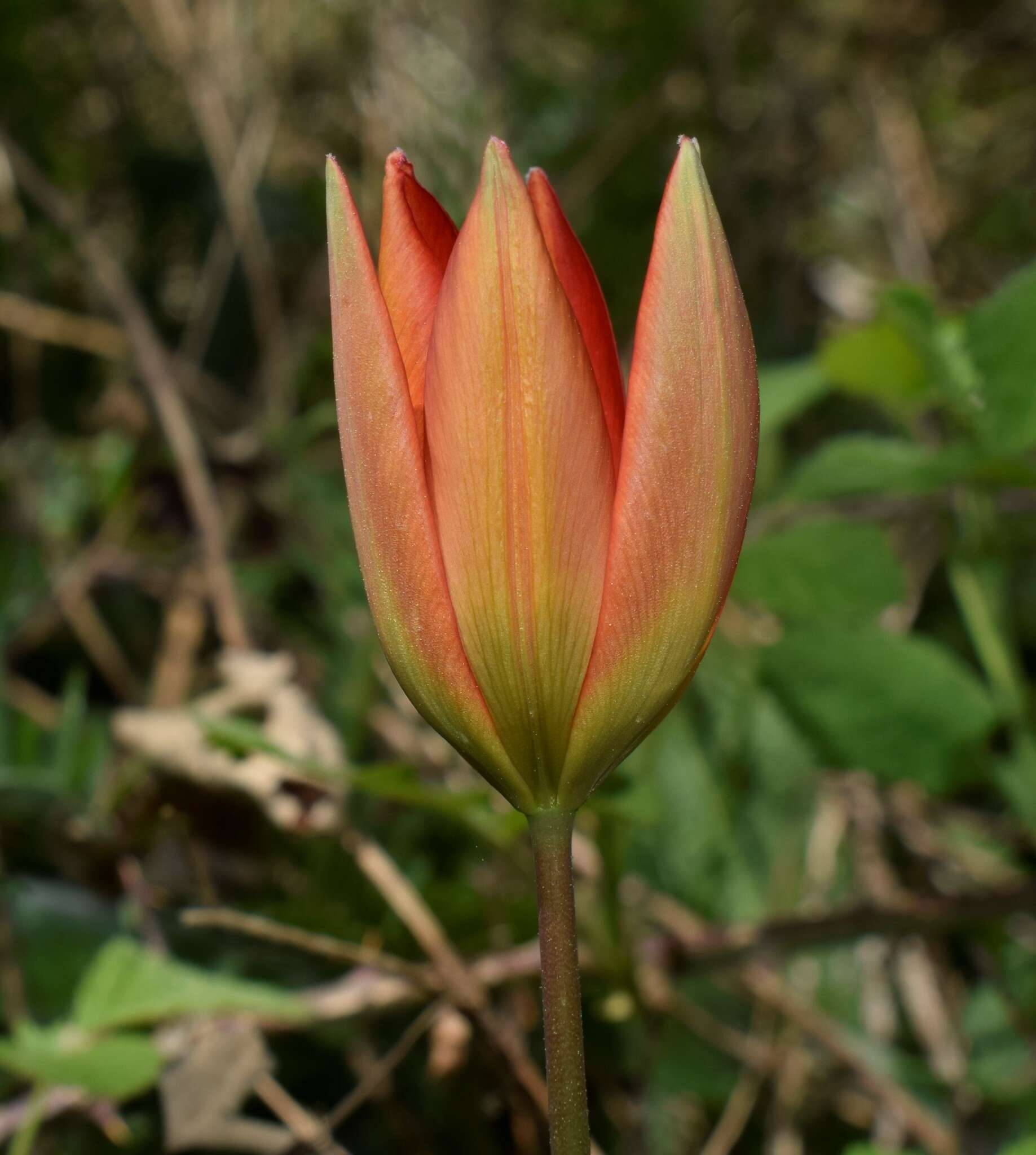 Image de Tulipa orphanidea Boiss. ex Heldr.