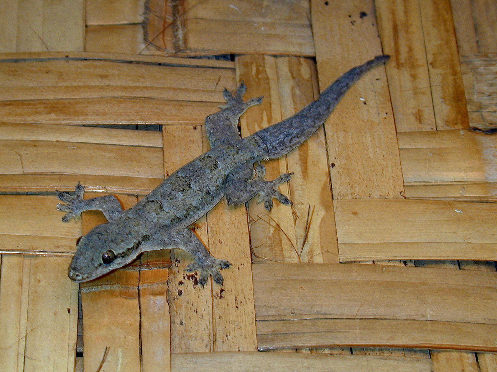 Image of Flat-tailed House Gecko