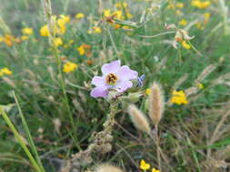 Image of Sphaeralcea purpurata (Lindl.) Krapov.