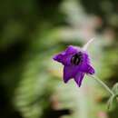 Imagem de Delphinium cooperi Munz