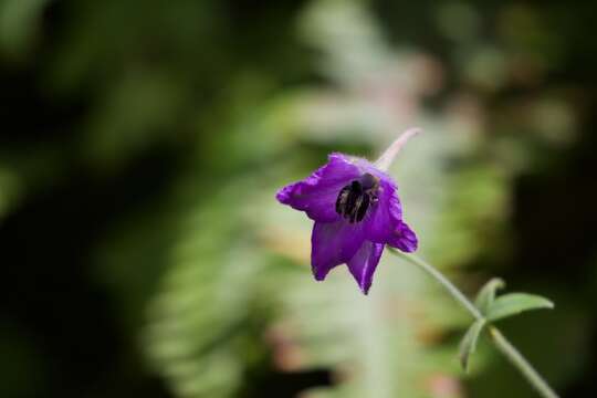 Imagem de Delphinium cooperi Munz