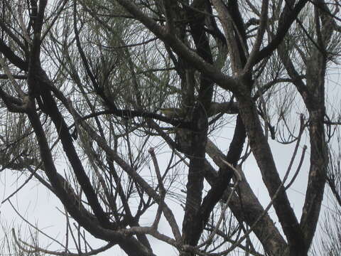 Image of Western Silvereye