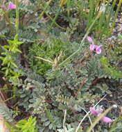 Слика од Indigofera declinata E. Mey.