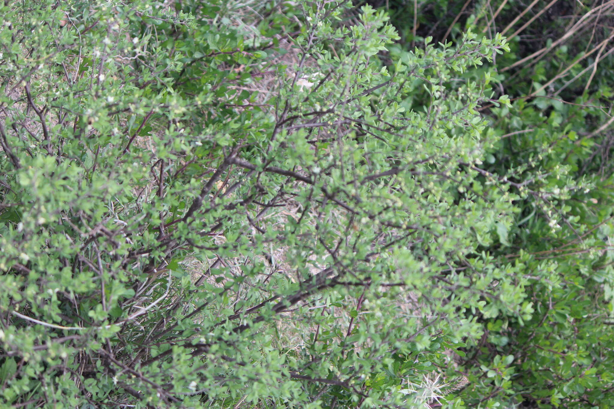 Image of Citharexylum lycioides D. Don