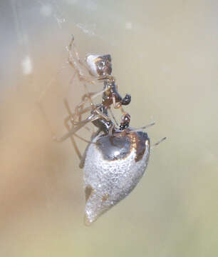 Image of Argyrodes elevatus Taczanowski 1873