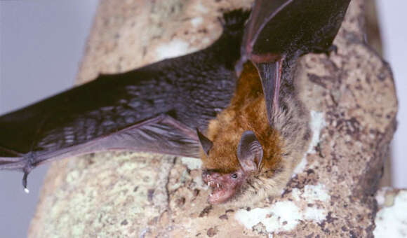 Image of Bocage's Banana Bat