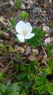 Rubus chamaemorus L. resmi