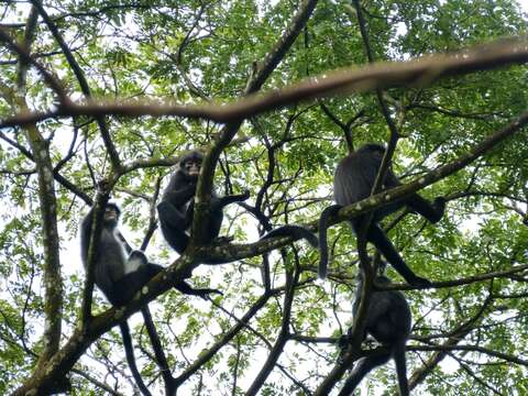 Image of Banded Langur