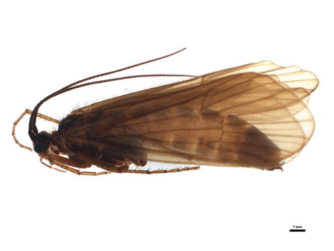 Image of <i>Hydatophylax infumatus</i> (Mc Lachlan 1865)