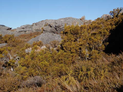 Image of Yellow Silver Pine