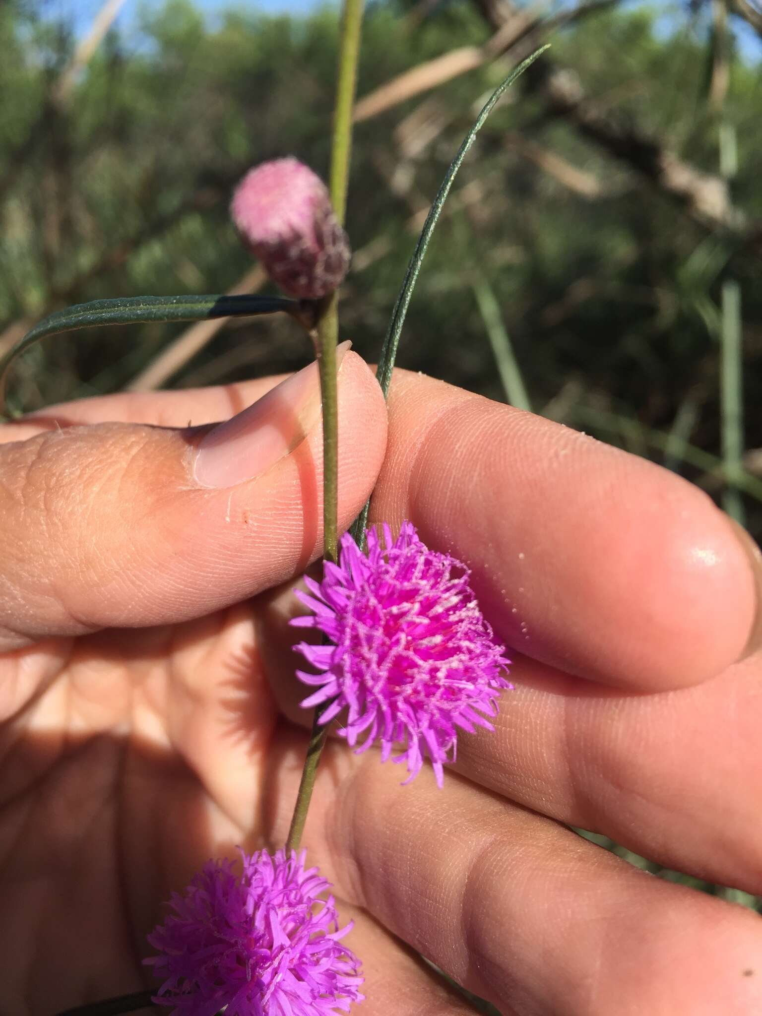 صورة Lessingianthus rubricaulis (Humb. & Bonpl.) H. Rob.