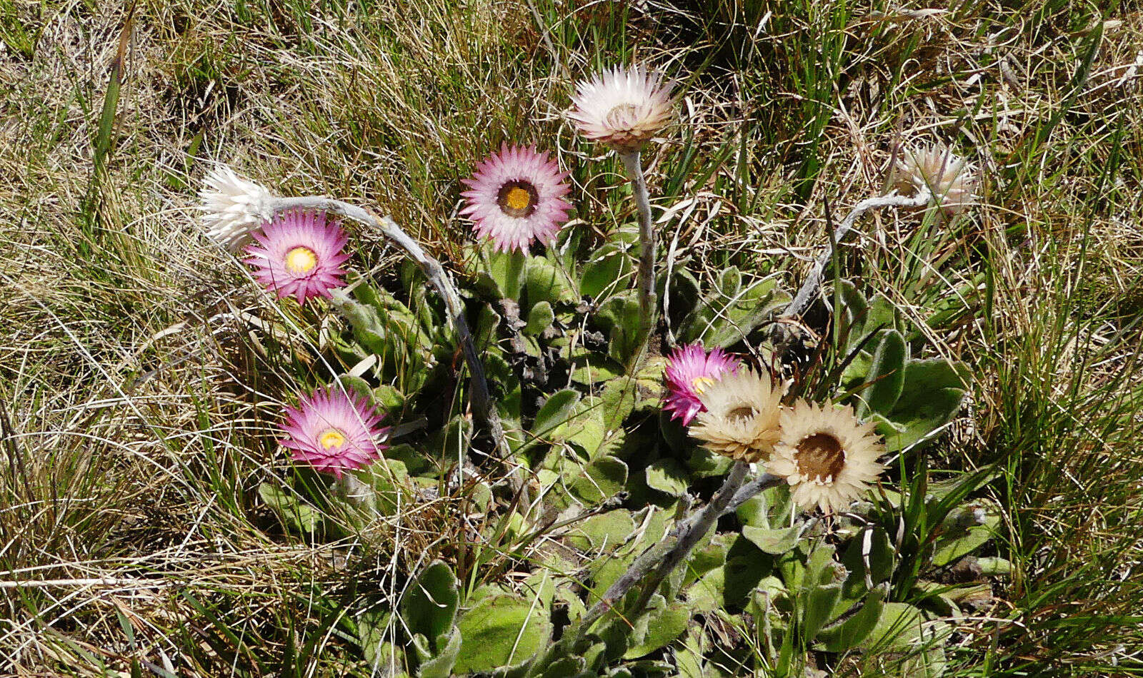 Image de Helichrysum ecklonis Sond.