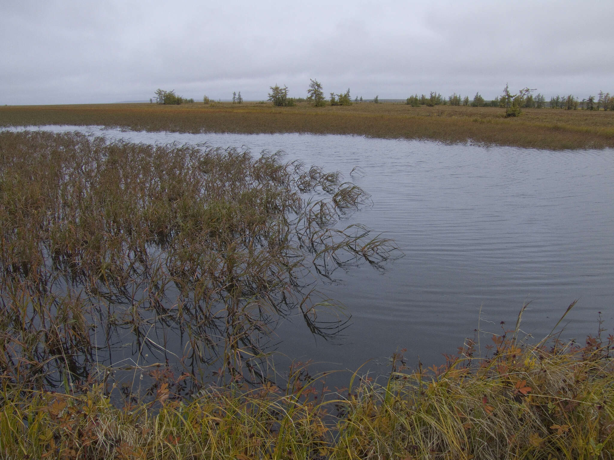 Image of pendantgrass