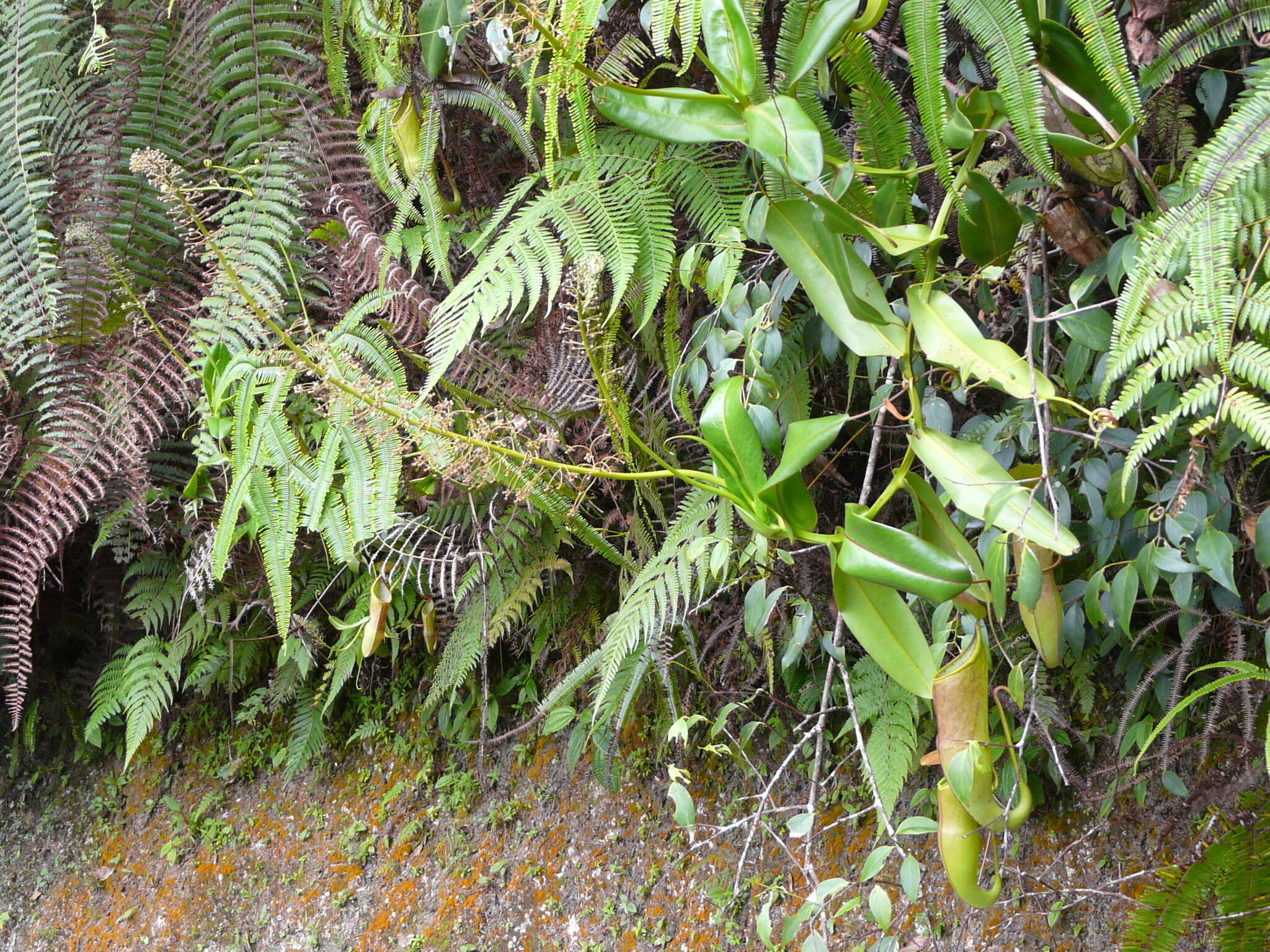 Image of Pitcher Plant