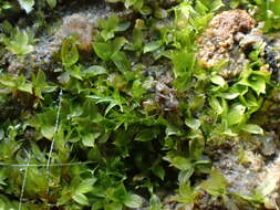 Image of Chenia leptophylla Zander 1993